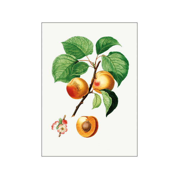 Peach Apricon — Art print by Pierre-Joseph Redoute de Kerchove de Denterghem from Poster & Frame