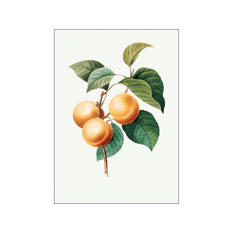 Peaches — Art print by Pierre-Joseph Redoute de Kerchove de Denterghem from Poster & Frame