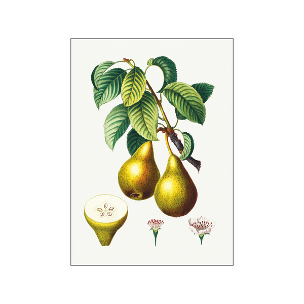 Pears with leaves — Art print by Pierre-Joseph Redoute de Kerchove de Denterghem from Poster & Frame