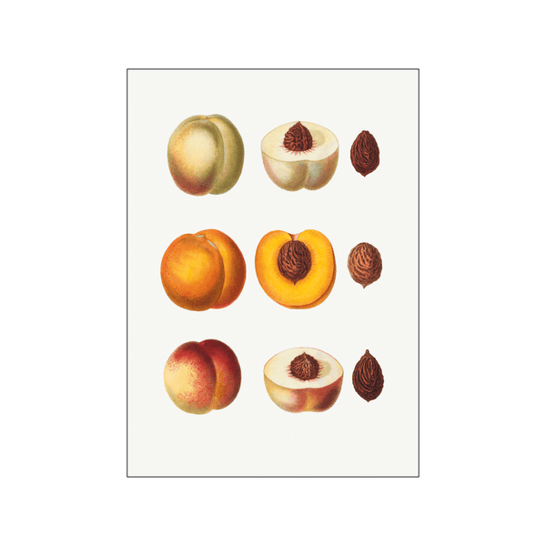 Persica vulgaris — Art print by Pierre-Joseph Redoute de Kerchove de Denterghem from Poster & Frame