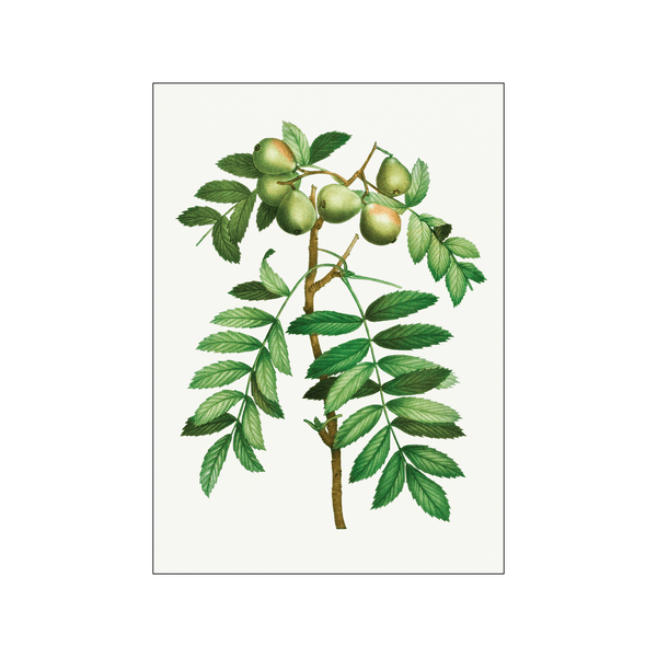 Sorb tree — Art print by Pierre-Joseph Redoute de Kerchove de Denterghem from Poster & Frame