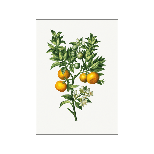 Sweet oranges — Art print by Pierre-Joseph Redoute de Kerchove de Denterghem from Poster & Frame