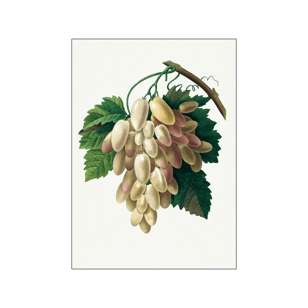 White Grapes — Art print by Pierre-Joseph Redoute de Kerchove de Denterghem from Poster & Frame