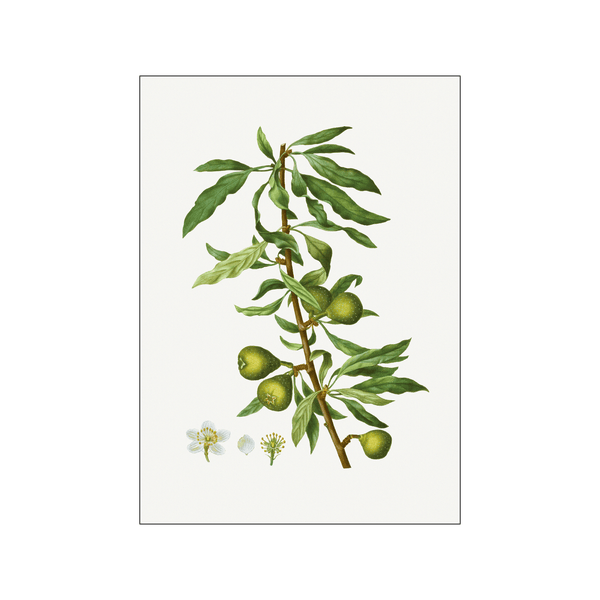 Willow leaved pear — Art print by Pierre-Joseph Redoute de Kerchove de Denterghem from Poster & Frame