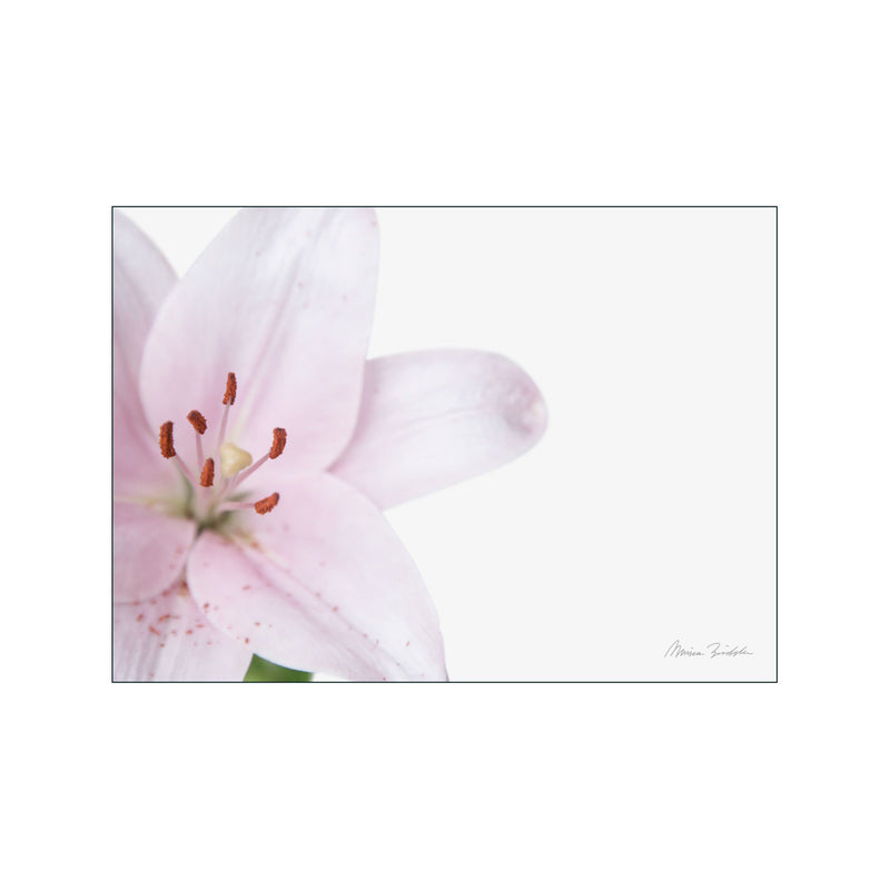 Pink Lily — Art print by Monica Bindslev from Poster & Frame