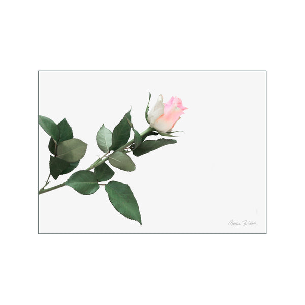 Pink Rose — Art print by Monica Bindslev from Poster & Frame