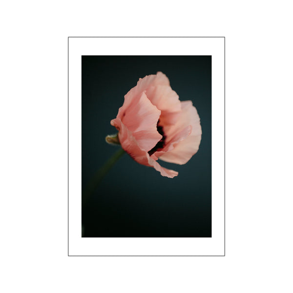 Poppies 2 — Art print by Norph from Poster & Frame