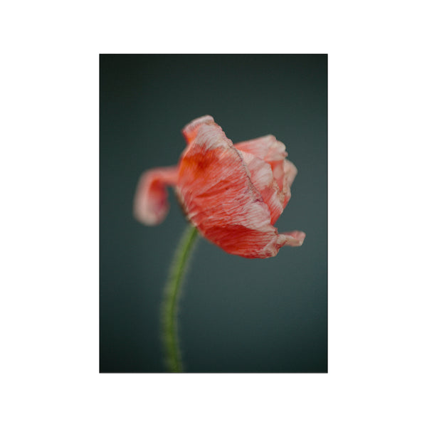 Poppies 3 — Art print by Norph from Poster & Frame