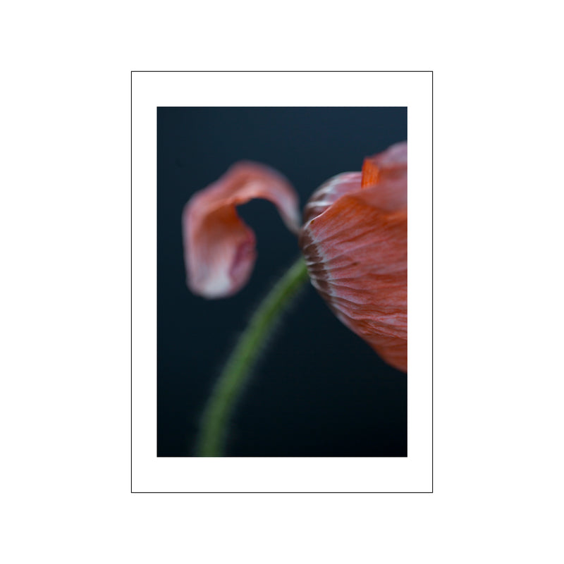 Poppies 4 — Art print by Norph from Poster & Frame