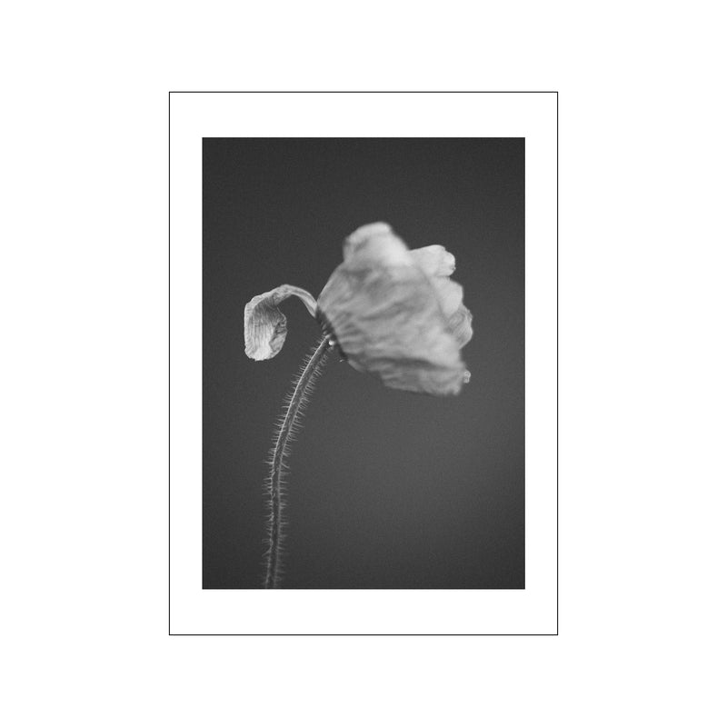 Poppies 4 s/h — Art print by Norph from Poster & Frame