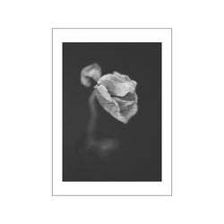 Poppies 5 s/h — Art print by Norph from Poster & Frame