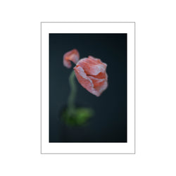Poppies 5 — Art print by Norph from Poster & Frame
