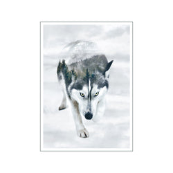 Portraits Siberian Husky — Art print by Faunascapes from Poster & Frame