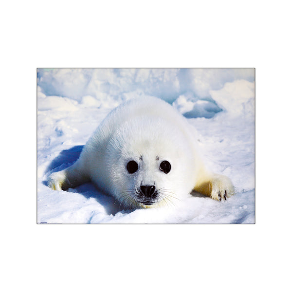 Baby Seal — Art print by Posterland from Poster & Frame