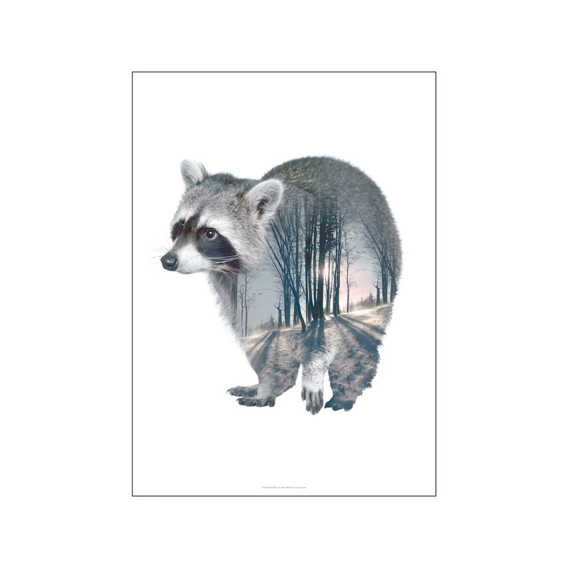 Raccoon — Art print by Faunascapes from Poster & Frame