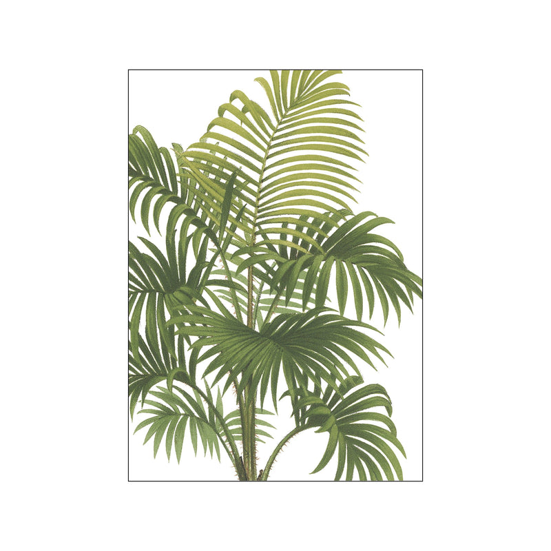 Riviera Palms I Crop — Art print by Wild Apple from Poster & Frame