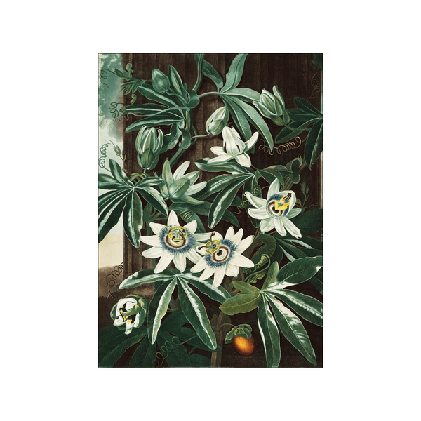 The Passiflora Cerulea — Art print by Robert John Thornton from Poster & Frame