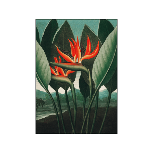 The Queen–Plant — Art print by Robert John Thornton from Poster & Frame