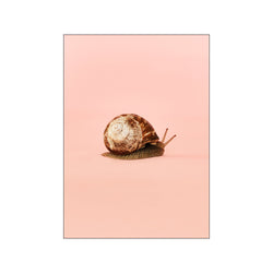Snail 1 — Art print by Camilla Schmidt from Poster & Frame