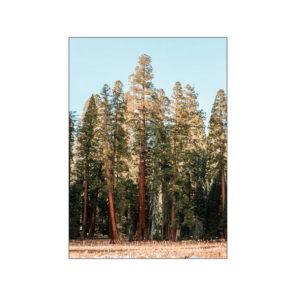 Sequoia National Park — Art print by Nordd Studio from Poster & Frame