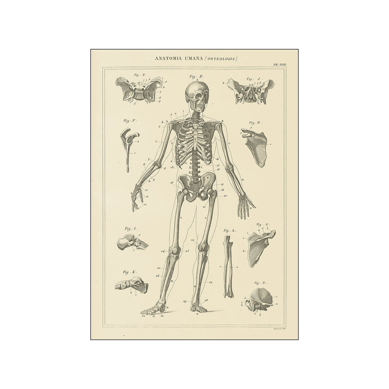 Skeleton Chart — Art print by Wild Apple from Poster & Frame