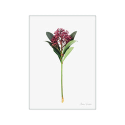 Skimmia — Art print by Monica Bindslev from Poster & Frame
