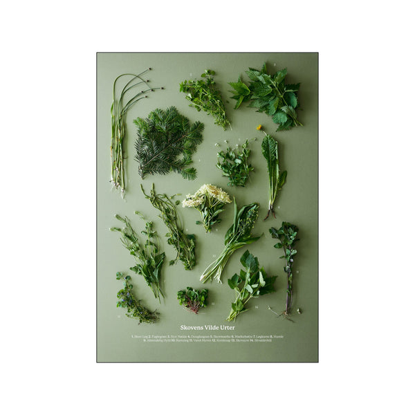 Skovens vilde urter — Art print by Planetarisk Kogebog from Poster & Frame