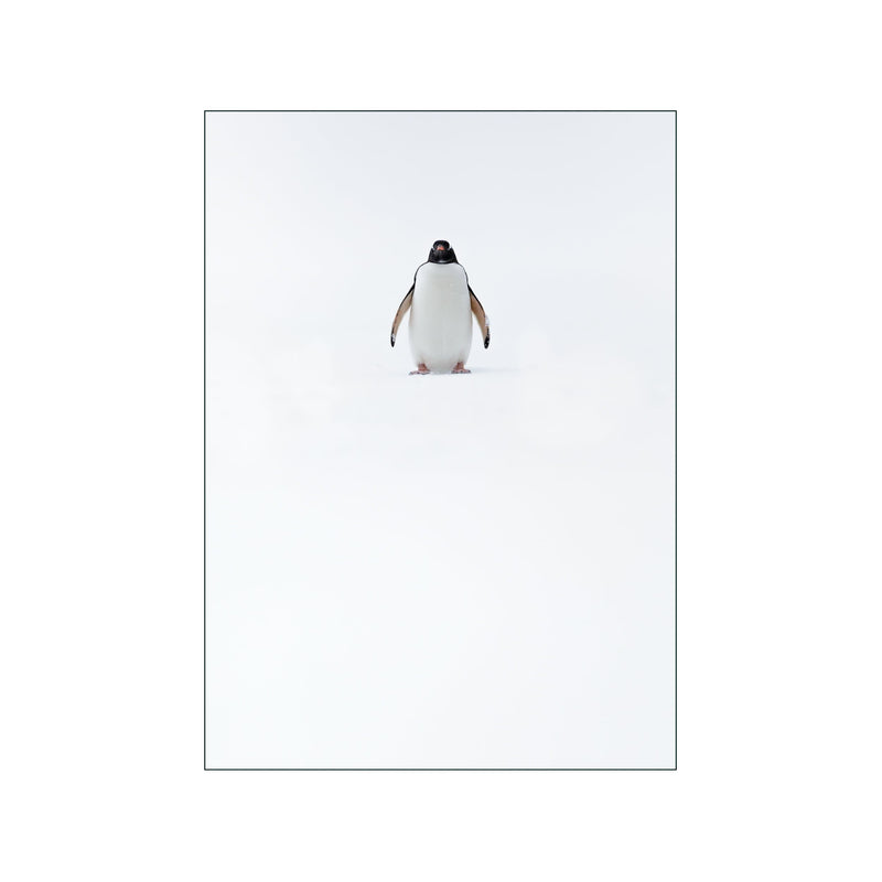 Solitary Penguin — Art print by Ben Jackson from Poster & Frame