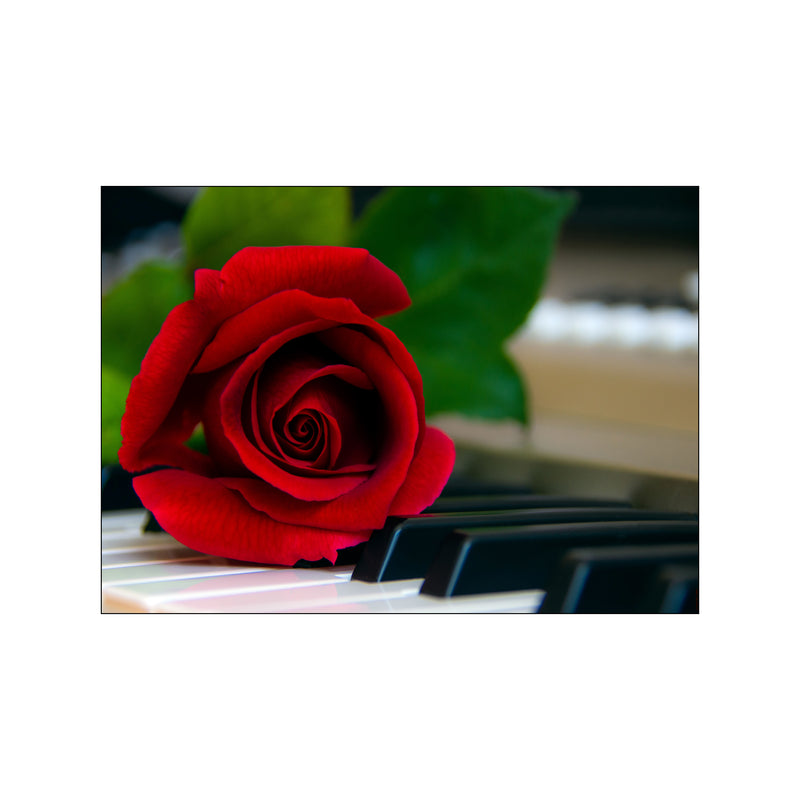 Fotoplakat – Klaver med rose — Art print by Songshape from Poster & Frame
