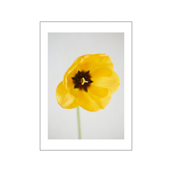 Spring Tulip- Spring 3/3 — Art print by Norph from Poster & Frame