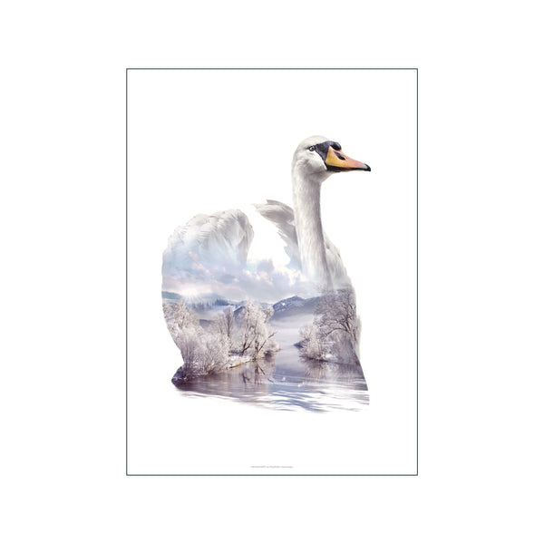 Swan — Art print by Faunascapes from Poster & Frame