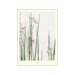 Jonquil — Art print by A.P. Atelier from Poster & Frame