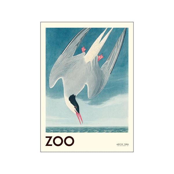 The Zoo Collection — Arctic Tern — Edt. 001 — Art print by A.P. Atelier from Poster & Frame