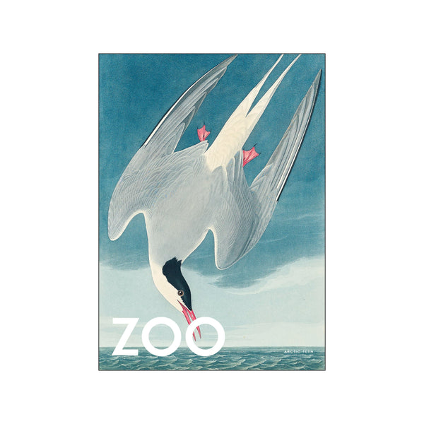 The Zoo Collection — Arctic Tern — Edt. 002 — Art print by A.P. Atelier from Poster & Frame