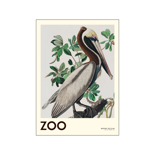 The Zoo Collection — Brown Pelican — Edt. 001 — Art print by A.P. Atelier from Poster & Frame