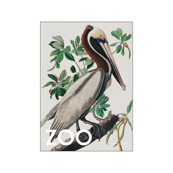The Zoo Collection — Brown Pelican — Edt. 002 — Art print by A.P. Atelier from Poster & Frame