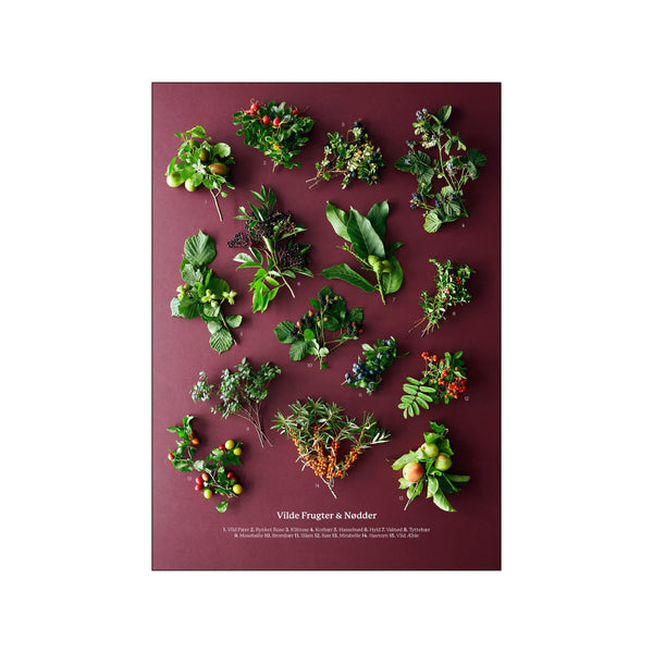 Vilde frugter og nødder — Art print by Planetarisk Kogebog from Poster & Frame