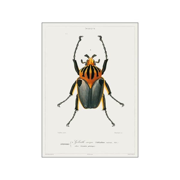 Vintage Museum - Beetle — Art print by PSTR Studio from Poster & Frame