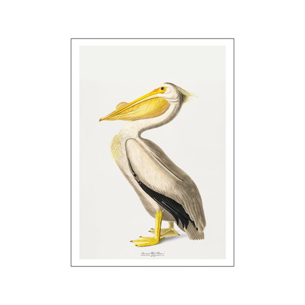 Vintage Museum - Bird III — Art print by PSTR Studio from Poster & Frame