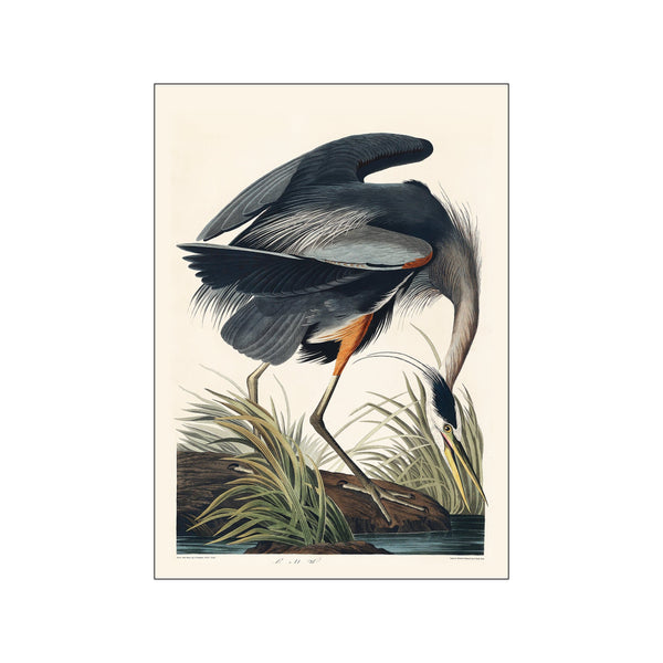 Vintage Museum - Bird II — Art print by PSTR Studio from Poster & Frame