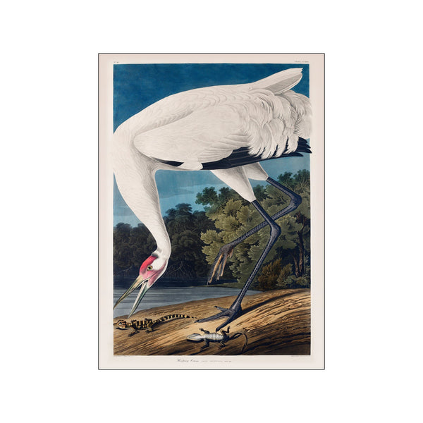Vintage Museum - Bird I — Art print by PSTR Studio from Poster & Frame