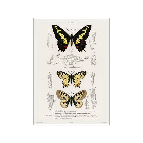 Vintage Museum - Butterflies — Art print by PSTR Studio from Poster & Frame