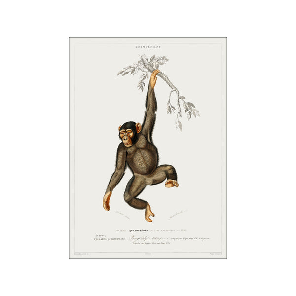 Vintage Museum - Chimpanchee — Art print by PSTR Studio from Poster & Frame