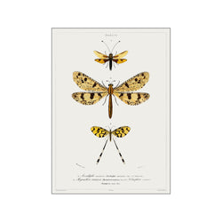 Vintage Museum - Dragonfly — Art print by PSTR Studio from Poster & Frame