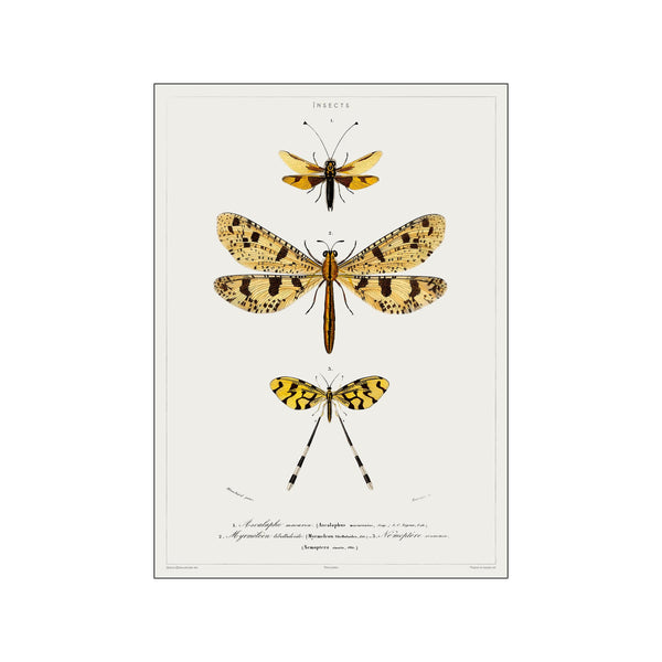 Vintage Museum - Dragonfly — Art print by PSTR Studio from Poster & Frame
