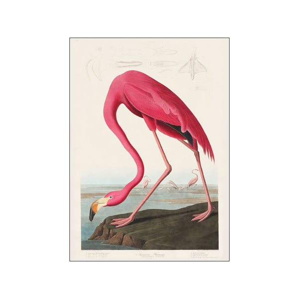 Vintage Museum - Flamingo — Art print by PSTR Studio from Poster & Frame
