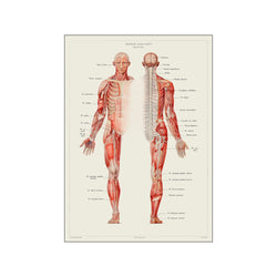 Vintage Museum - Human Anatomy — Art print by PSTR Studio from Poster & Frame