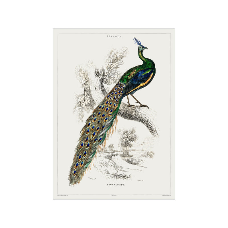 Vintage Museum - Peacock — Art print by PSTR Studio from Poster & Frame