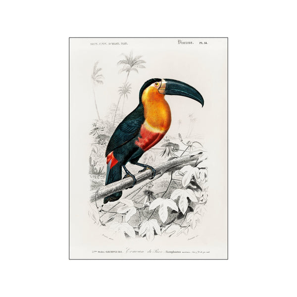 Vintage Museum - Tucan — Art print by PSTR Studio from Poster & Frame