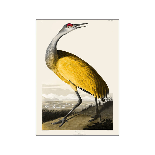 Vintage Museum - Yellow bird — Art print by PSTR Studio from Poster & Frame